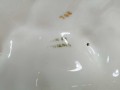 DSC01382.jpg