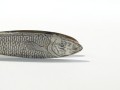 DSC03044.jpg