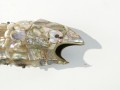 DSC06910.JPG