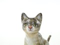 DSC07079.JPG
