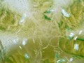 DSC09421.jpg
